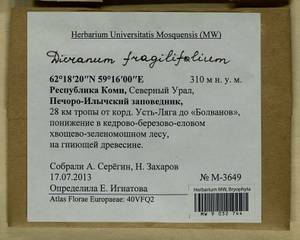 Dicranum fragilifolium Lindb., Bryophytes, Bryophytes - European North East (B7) (Russia)