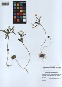 Ranunculus monophyllus Ovcz., Siberia, Altai & Sayany Mountains (S2) (Russia)
