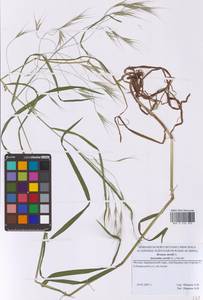 Bromus sterilis L., Eastern Europe, Moscow region (E4a) (Russia)