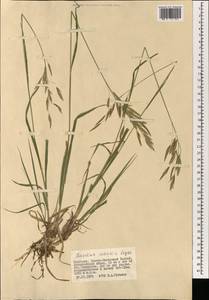 Bromus inermis Leyss., Mongolia (MONG) (Mongolia)