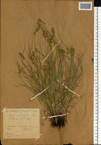 Carex echinata Murray, Eastern Europe, Central forest-and-steppe region (E6) (Russia)