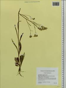 Crepis tectorum L., Siberia, Baikal & Transbaikal region (S4) (Russia)
