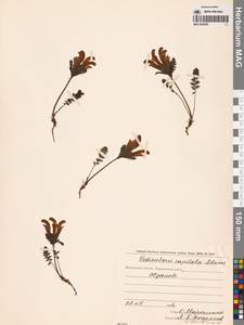 Pedicularis capitata Adams, Siberia, Chukotka & Kamchatka (S7) (Russia)