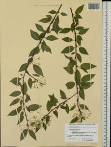Prunus pensylvanica L. fil., Eastern Europe, Volga-Kama region (E7) (Russia)