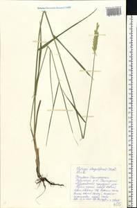 Elymus repens subsp. elongatiformis (Drobow) Melderis, Eastern Europe, Eastern region (E10) (Russia)