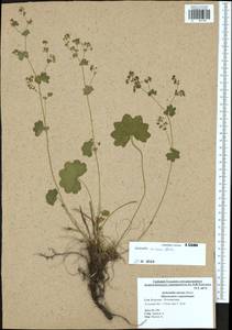 Alchemilla micans Buser, Eastern Europe, Central region (E4) (Russia)