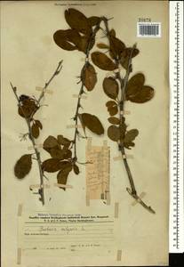 Berberis vulgaris L., Caucasus, Azerbaijan (K6) (Azerbaijan)