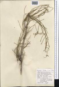 Ephedra foliata Boiss. ex C.A.Mey., Middle Asia, Pamir & Pamiro-Alai (M2) (Uzbekistan)