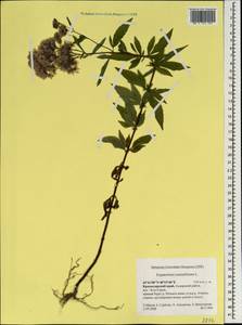 Eupatorium cannabinum L., Caucasus, Krasnodar Krai & Adygea (K1a) (Russia)