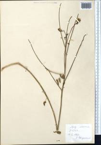 Astragalus macropterus DC., Middle Asia, Pamir & Pamiro-Alai (M2) (Uzbekistan)