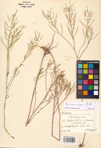 Barbarea vulgaris W. T. Aiton, Eastern Europe, Moscow region (E4a) (Russia)