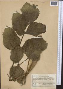 Angelica decurrens (Ledeb.) B.Fedtsch., Middle Asia, Western Tian Shan & Karatau (M3) (Kyrgyzstan)