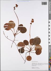 Pyrola media Sw., Eastern Europe, Central forest-and-steppe region (E6) (Russia)