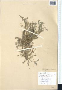 Astragalus asterias Steven, Middle Asia, Karakum (M6) (Turkmenistan)