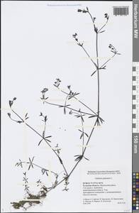 Galium palustre L., Eastern Europe, Central region (E4) (Russia)