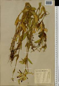 Saponaria officinalis L., Eastern Europe, Eastern region (E10) (Russia)