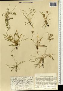 Taraxacum leucanthum (Ledeb.) Ledeb., Mongolia (MONG) (Mongolia)