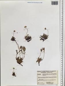 Braya purpurascens (R. Br.) Bunge, Siberia, Central Siberia (S3) (Russia)