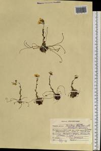 Saxifraga flagellaris Sternb. & Willd., Siberia, Altai & Sayany Mountains (S2) (Russia)