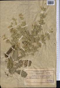 Salvia macrosiphon Boiss., Middle Asia, Syr-Darian deserts & Kyzylkum (M7) (Kazakhstan)