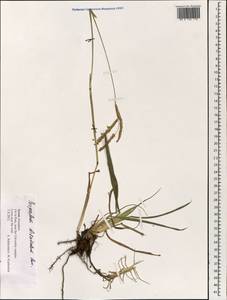 Paspalum dilatatum Poir., South Asia, South Asia (Asia outside ex-Soviet states and Mongolia) (ASIA) (Israel)