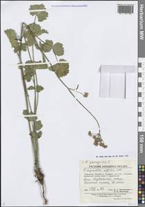 Pimpinella peregrina L., Middle Asia, Pamir & Pamiro-Alai (M2) (Uzbekistan)