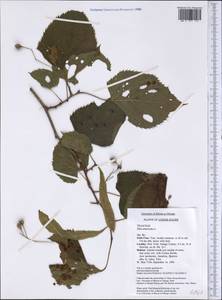 Tilia americana L., America (AMER) (United States)