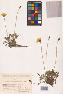 Oreomecon lapponica subsp. lapponica, Eastern Europe, Northern region (E1) (Russia)