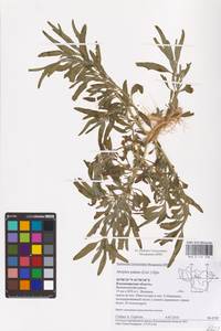 Atriplex patens (Litv.) Iljin, Eastern Europe, Central region (E4) (Russia)