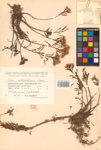 Phedimus middendorfianus subsp. middendorfianus, Siberia, Russian Far East (S6) (Russia)