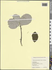 Aria graeca (Lodd. ex Spach) M.Roem., Caucasus, Azerbaijan (K6) (Azerbaijan)