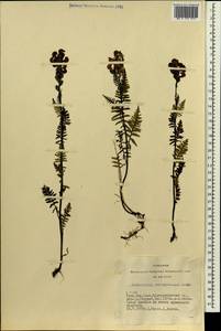 Pedicularis brachystachys Bunge, Siberia, Altai & Sayany Mountains (S2) (Russia)