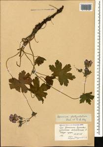 Geranium platypetalum Fisch. & C.A. Mey., Caucasus, Stavropol Krai, Karachay-Cherkessia & Kabardino-Balkaria (K1b) (Russia)