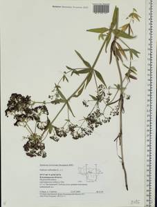 Galium rubioides L., Eastern Europe, Central region (E4) (Russia)