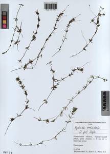 KUZ 018 181, Hydrilla verticillata (L.f.) Royle, Siberia, Altai & Sayany Mountains (S2) (Russia)