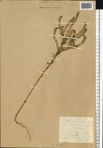 Lepidium densiflorum Schrad., Eastern Europe, Belarus (E3a) (Belarus)