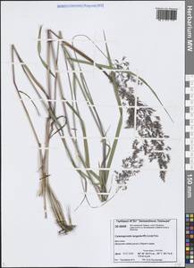 Calamagrostis purpurea (Trin.) Trin., Siberia, Central Siberia (S3) (Russia)