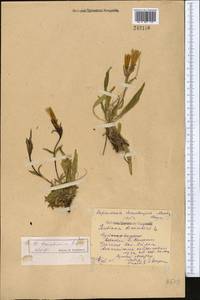 Gentiana tianschanica Rupr., Middle Asia, Northern & Central Tian Shan (M4) (Kazakhstan)