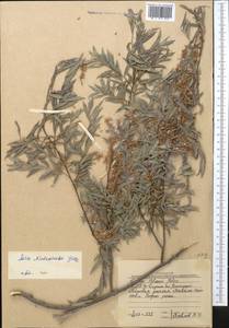 Salix capusii Franch., Middle Asia, Western Tian Shan & Karatau (M3) (Uzbekistan)