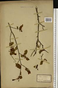 Ulmus glabra Huds., Eastern Europe, South Ukrainian region (E12) (Ukraine)