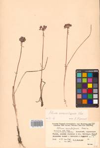 Allium sacculiferum Maxim., Siberia, Russian Far East (S6) (Russia)