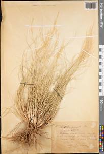 Stipagrostis pennata (Trin.) De Winter, Middle Asia, Pamir & Pamiro-Alai (M2) (Uzbekistan)