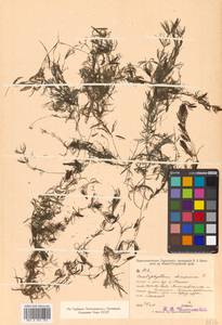 Ceratophyllum demersum L., Siberia, Russian Far East (S6) (Russia)