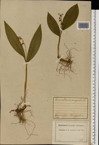 Convallaria majalis L., Eastern Europe, Central forest region (E5) (Russia)