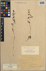 Epipactis helleborine subsp. helleborine, Caucasus, Krasnodar Krai & Adygea (K1a) (Russia)