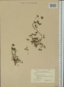 Trifolium fragiferum L., Eastern Europe, Estonia (E2c) (Estonia)