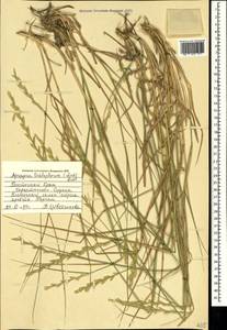 Thinopyrum intermedium subsp. intermedium, Crimea (KRYM) (Russia)