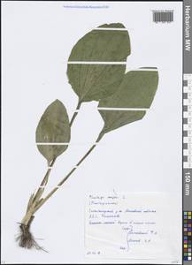 Plantago major L., Eastern Europe, Moscow region (E4a) (Russia)