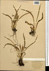 Iris aphylla L., Caucasus, Krasnodar Krai & Adygea (K1a) (Russia)