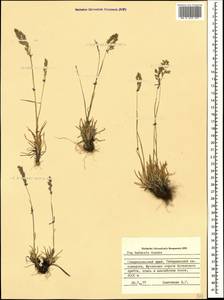 Poa badensis Haenke ex Willd., Caucasus, Stavropol Krai, Karachay-Cherkessia & Kabardino-Balkaria (K1b) (Russia)